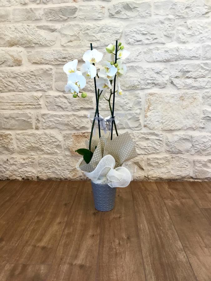 B&B Sant'Agostino Giovinazzo Exterior foto